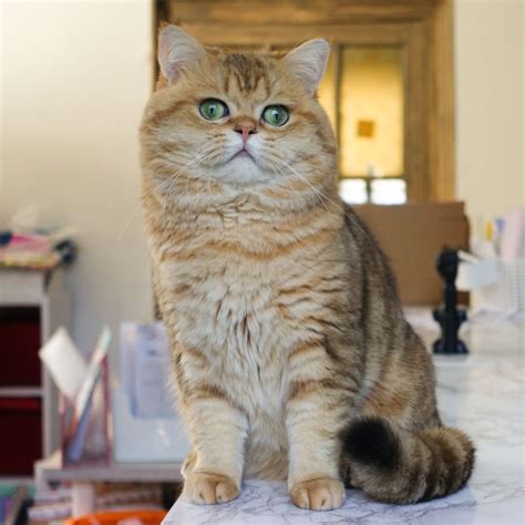 British Shorthair et Longhair